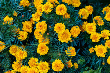 low flowering marigolds in a bed