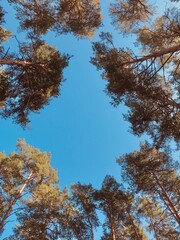 Obraz premium trees in the forest