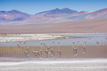 Pink flamingo in Atacama Desert in Chile, South America