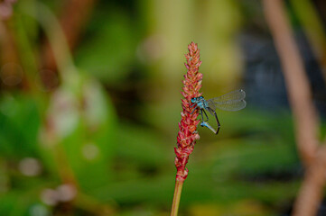 Female blue tailed damselfly, Ischnura elegans, cleaning her appendages