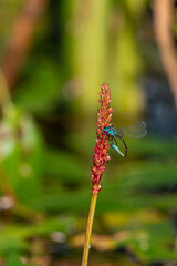 Female blue tailed damselfly, Ischnura elegans, cleaning her appendages