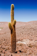 Giant cactus in Atacama desert