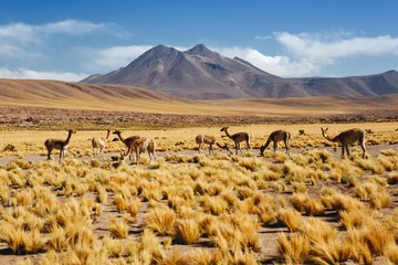 Foto auf Alu-Dibond Animals wild life in Atacama Desert, northern Chile, South America © olyphotostories