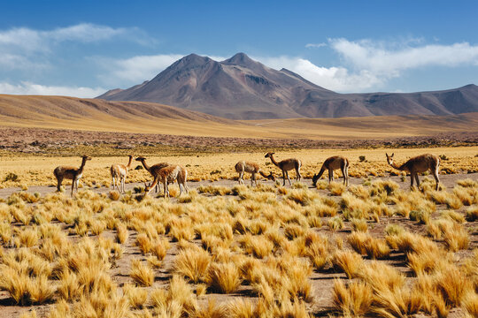 Animals wild life in Atacama Desert, northern Chile, South America
