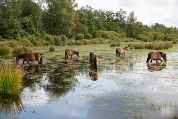 a group of horses in the water in holland