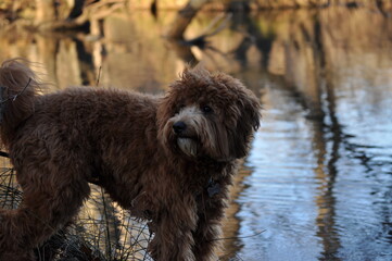 Dog by the lake