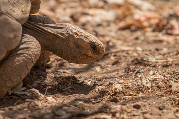 Fototapeta premium Tortuga Sulcata