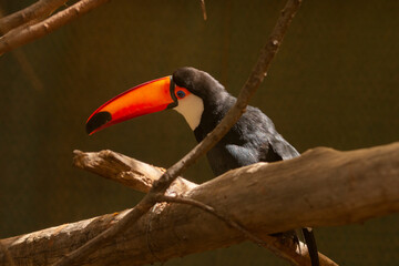Tucán toco (Ramphastos toco).
