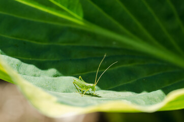 Green grasshopper sitting on a leaf.