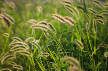 Wild grass with spikelets, summer plants. Green grass with golden and fluffy ears, nature. Spikelets of wild grass at sunset. Plants in the sun. Spikelets of wild wheat in the field