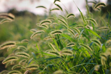 Wild grass with spikelets, summer plants. Green grass with golden and fluffy ears, nature. Spikelets of wild grass at sunset. Plants in the sun. Spikelets of wild wheat in the field