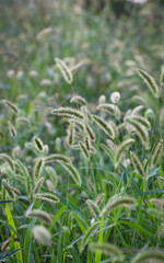 Wild grass with spikelets, summer plants. Green grass with golden and fluffy ears, nature. Spikelets of wild grass at sunset. Plants in the sun. Spikelets of wild wheat in the field