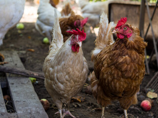 two chickens walk around the hen house and communicate