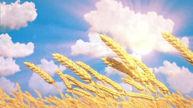golden field of rye or wheat spikelets on cloudy sky background