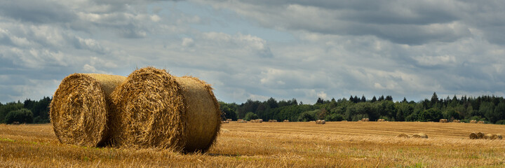 a pair of golden straw round bales in closeup on a field with post-harvest stubble and a forest belt in the background under a blue cloudy sky. August panoramic agricultural landscape. shot from below
