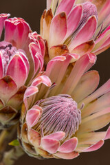 Unusual Protea flowers which are originally from South Africa. A very striking flower shape used in floral displays, as they provide an exotic look