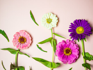bright multicolored flowers on a pink background copy space, for a postcard and a holiday