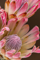 Unusual Protea flowers which are originally from South Africa. A very striking flower shape used in floral displays, as they provide an exotic look