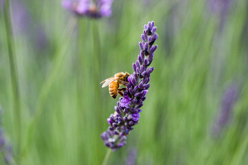 Lavender Honey Bee