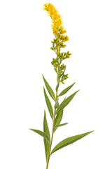 Yellow flowers of goldenrod, lat. Solidago, isolated on white background - 453917687
