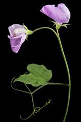 Violet flower of sweet pea, isolated on black background