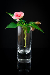 Miniature rose (Deciduous shrub) in a shot glass on black background