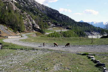 Gli stambecchi di Campomoro