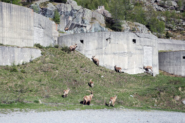 Gli stambecchi di Campomoro