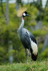Crowned Beauty | African-Crested Crane 