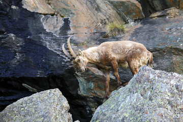 Gli stambecchi di Campomoro