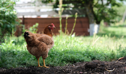 Chickens on a background of green grass. A bird is grazing in the yard. Homemade poultry farm for a walk.