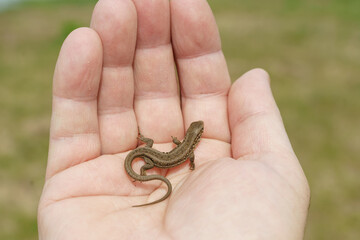 In the hands of a man is a small live lizard.