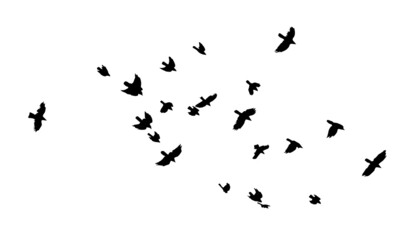 A flock of flying birds. A large flock of flying crows. Vector illustration