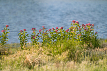 A cluster of pink flowering Swamp Milkweed plants growing by the lake's shoreline, at the height of...