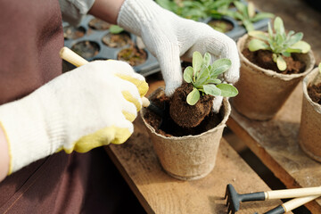 Gloved gardener with handtool transplanting green seedlings of flowers in biodegradable pots with...