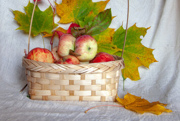 Basket with apples and autumn maple leaves.