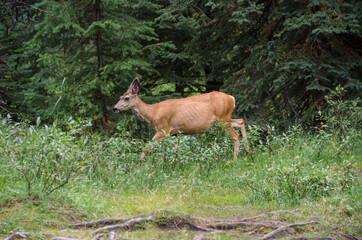 Naklejka na ściany i meble Deer in the forest around Maligne Lake in Jasper in Banff National Park, Alberta, Canada