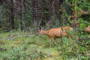 Naklejka na ściany i meble Deer in the forest around Maligne Lake in Jasper in Banff National Park, Alberta, Canada