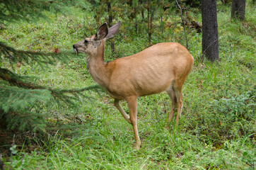 Deer in the forest around Maligne Lake in Jasper in Banff National Park, Alberta, Canada