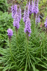 A butterfly sitting on purple fluffy flowers liatris spikata.