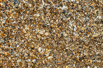 Seashore of multicolored shells. Natural background.