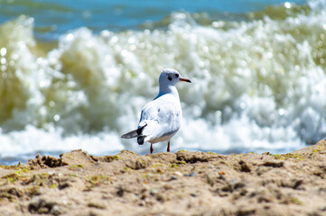 Seagull walking on sandy seashore 
