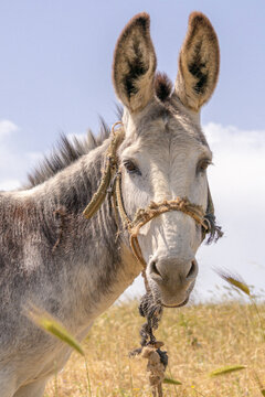 Donkey photos