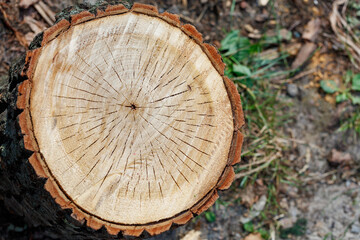 Wooden smooth cut in section with annual rings and bark around the circumference.