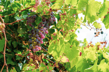 red grapes vineyard