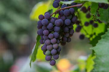 The grape grove weighs in at sunset. Blue vine with bokeh. Winemaking at home.