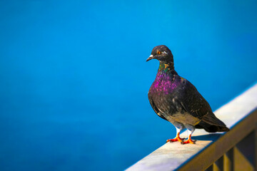 Wild dove on the background of the river with blue flowers.