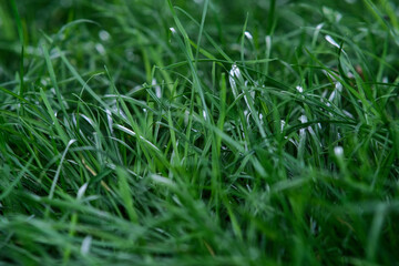 Green fluffy grass. The texture of the green not mowed lawn. It's time to mow the grass.