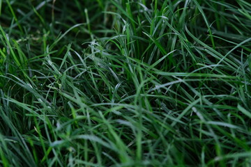 Green fluffy grass. The texture of the green not mowed lawn. It's time to mow the grass.