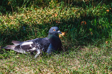 A gray wild pigeon rests on the green grass.